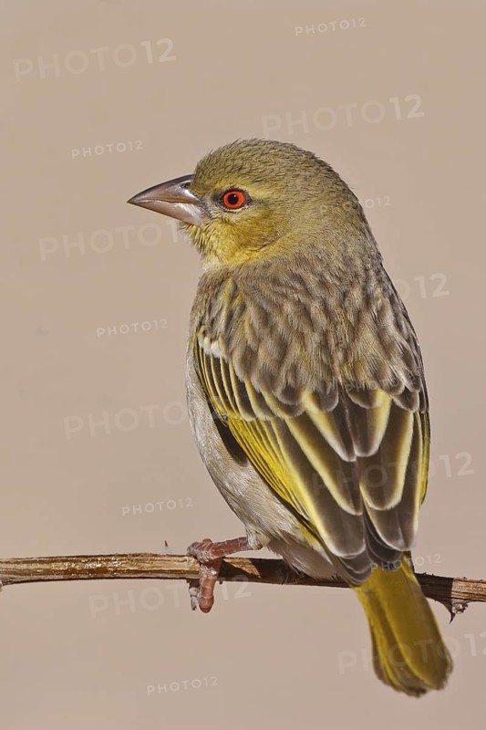 Southern Masked Weaver (Ploceus velatus) female, Northern Cape, South Africa