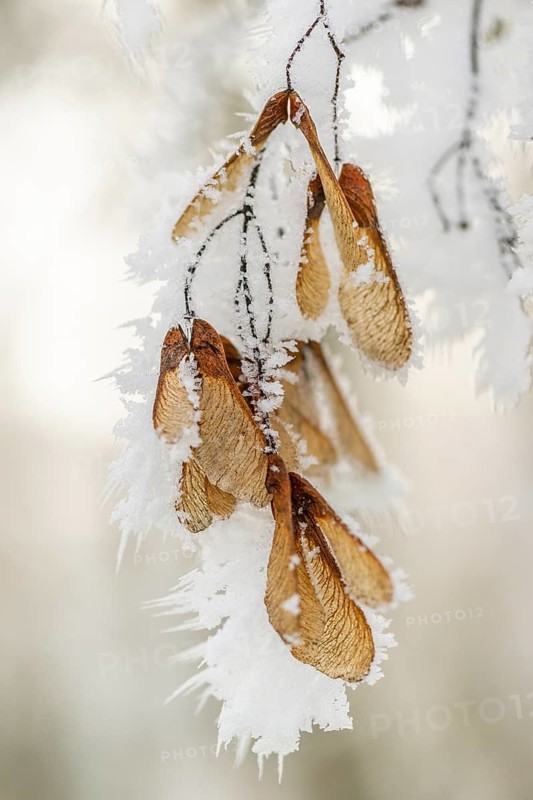 Ice crystals from roarfrost on Amur maple (Acer tataricum subsp. ginnala) seeds at sunshine in winter, Bavaria, Germany