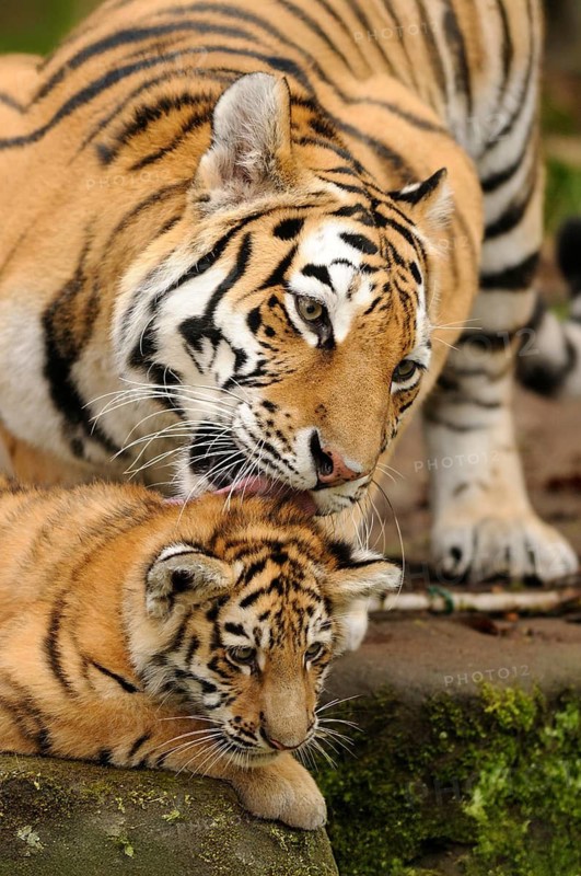 A tiger lovingly licks its young. Scenes of affection and care in a natural environment, Siberian tiger (Panthera tigris altaica), captive, occurring in Russia, North Korea and China