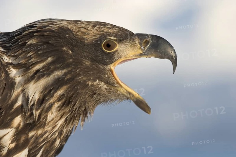 Bald Eagle (Haliaeetus leucocephalus) calling, Alaska, USA