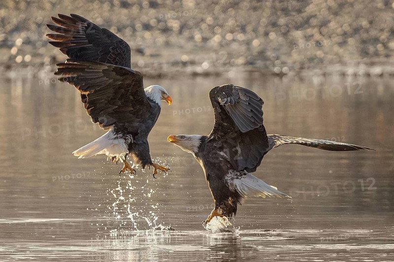 Bald Eagle (Haliaeetus leucocephalus) wrangling, Alaska, USA