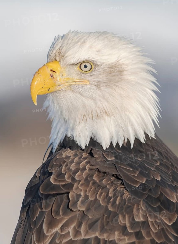 Bald Eagle (Haliaeetus leucocephalus), Alaska, USA