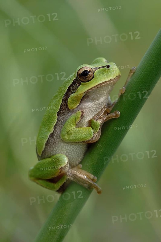 European Tree Frog (Hyla arborea) perchend on reed, North Rhine-Westphalia, Germany