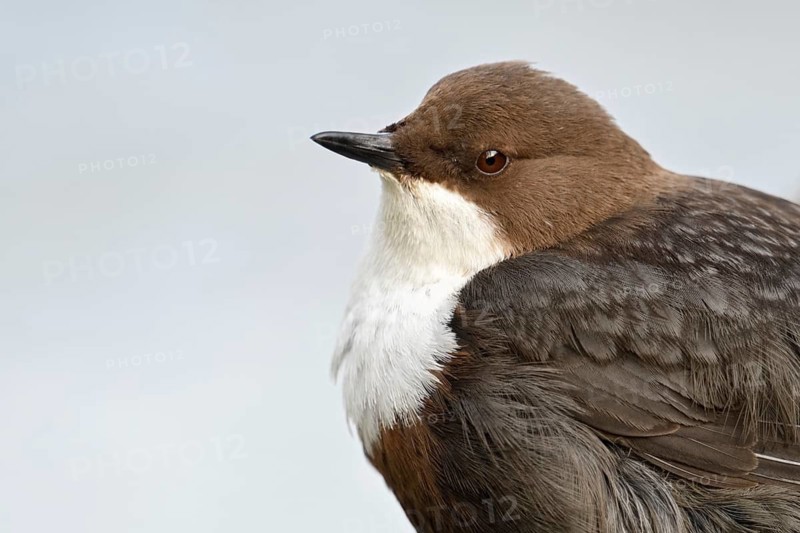 White-throated Dipper (Cinclus cinclus), North Rhine-Westphalia, Germany