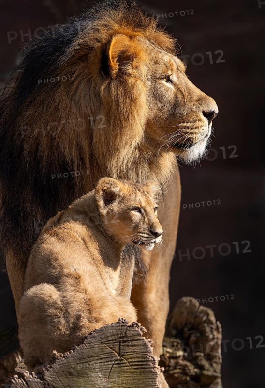 Asiatic Lion (Panthera leo persica), male and young, occurring in India, captive