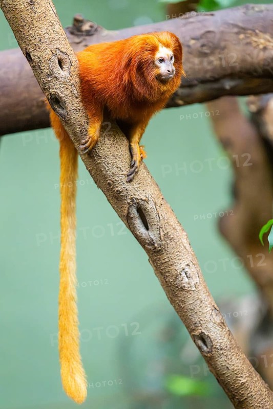 Golden lion tamarin (Leontopithecus rosalia), climbing on a tree, captive, Germany