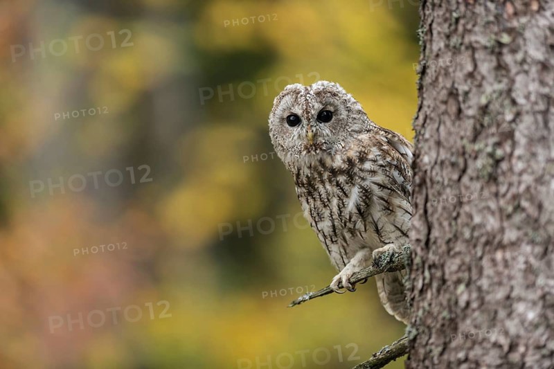 Tawny Owl (Strix aluco) perched in tree, North Rhine-Westphalia, Germany