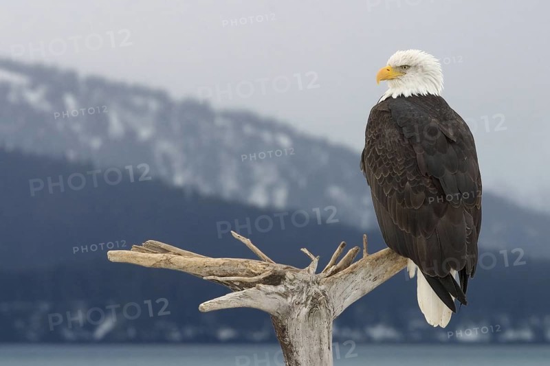 Bald Eagle (Haliaeetus leucocephalus), Alaska, USA
