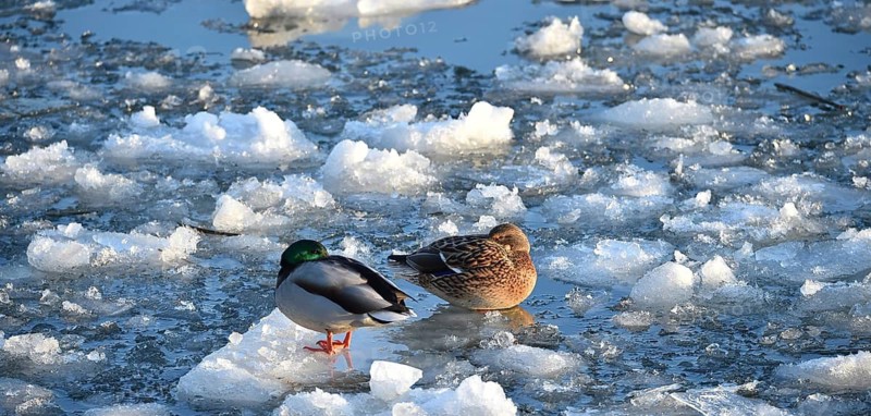 Mallards (Anas platyrhynchos) sitting on ice on the frozen Elbe near Geesthacht, Schleswig-Holstein, Germany