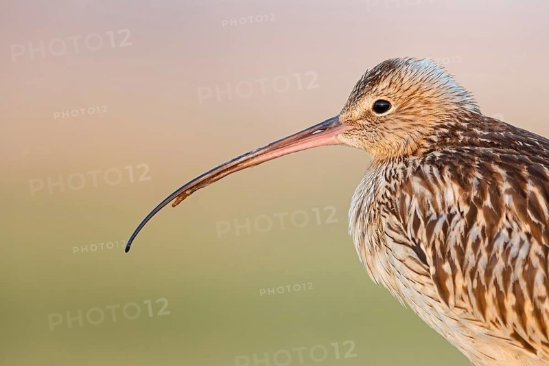Eurasian curlew, curlew, (Numenius arquata), snipe family, biotope, habitat, food cue Salalah, Raysut, Dhofar, Oman