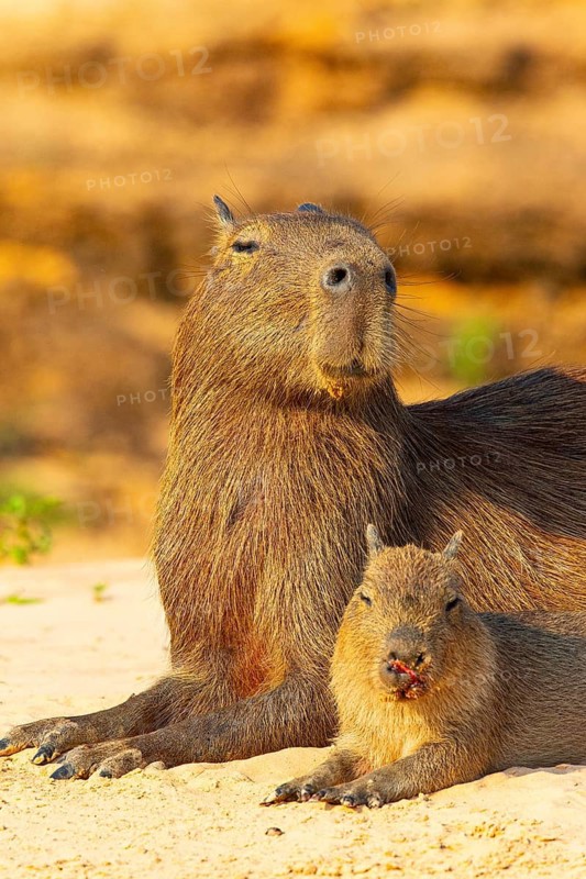 Capybara (Hydrochaeris hydrochaeris) Pantanal Brazil