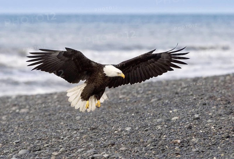 Bald Eagle (Haliaeetus leucocephalus), Alaska, USA