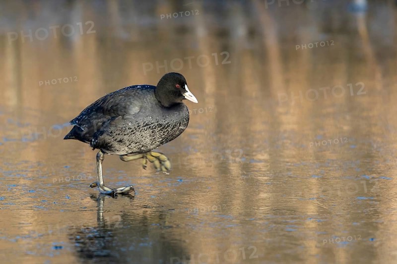 Eurasian Coot (Fulica atra) on an ice surface, Mecklenburg-Western Pomerania, Germany