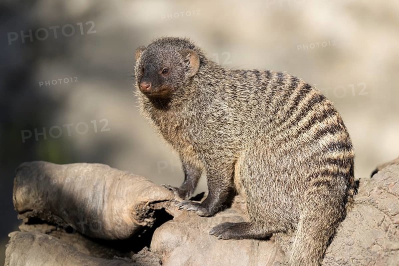 An adult zebra mongoose (Mungos mungo) sits on a hollow, fallen tree trunk in the soft morning light. East, Southeast and South-Central Africa