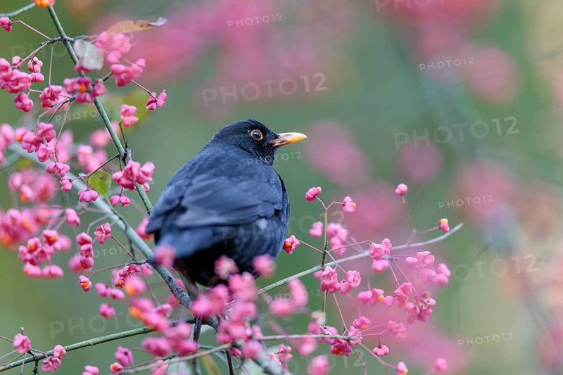 A common blackbird (Turdus merula) sits in a European spindle tree (Euonymus europaeus), and eats the fruit