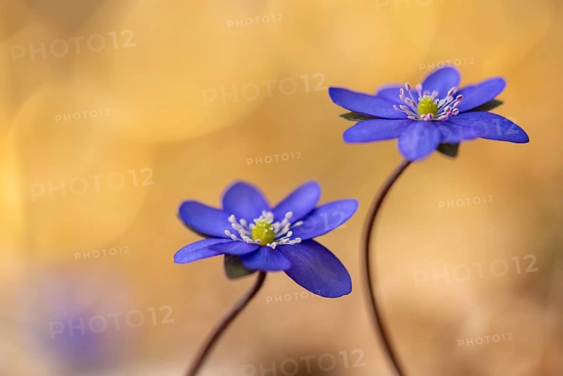 Blooming liverwort (Anemone hepatica), early bloomer, Steinhagen, Lower Saxony, Germany