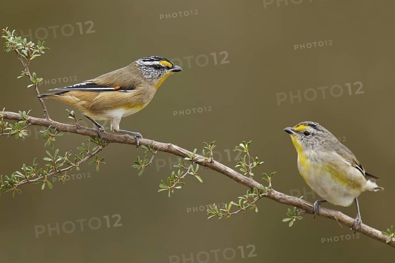 Striated Pardalote (Pardalotus striatus), Victoria, Australia