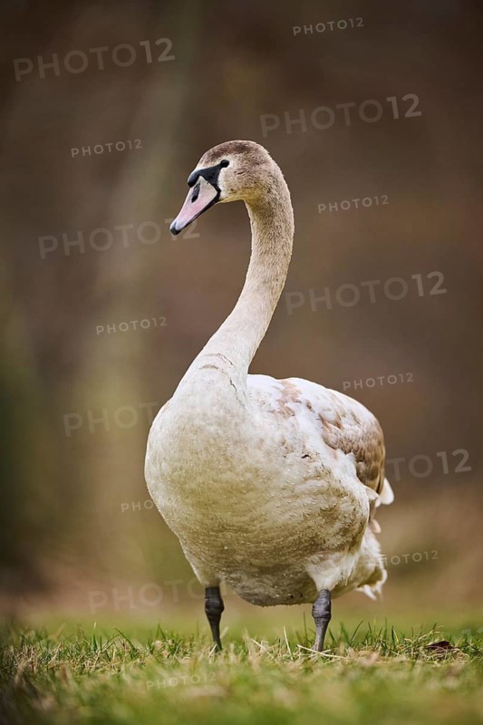 Mute swan (Cygnus olor) youngster standing on a meadow, Bavaria, Germany