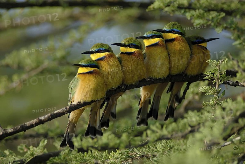 Little Bee-eater (Merops pusillus), Ethiopia