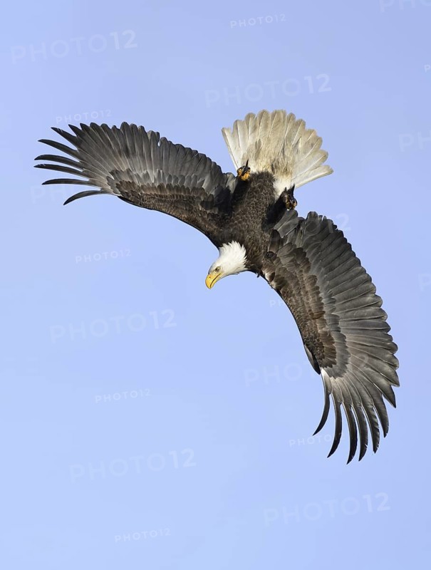 Bald Eagle (Haliaeetus leucocephalus) flying, Alaska, USA
