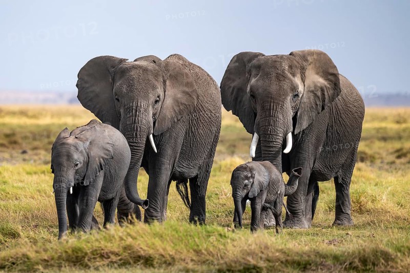 African elephant (Loxodonta africana), herd of young animals in Amboseli National Park, Rift Valley Province, Kenya
