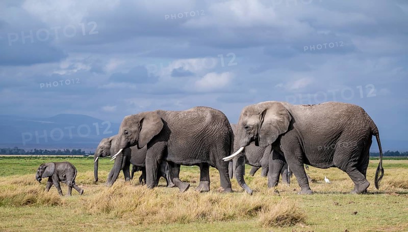 African elephant (Loxodonta africana), herd of young animals in Amboseli National Park, Rift Valley Province, Kenya