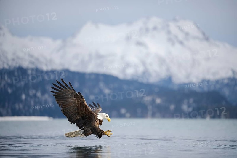Bald Eagle (Haliaeetus leucocephalus) hunting, Alaska, USA