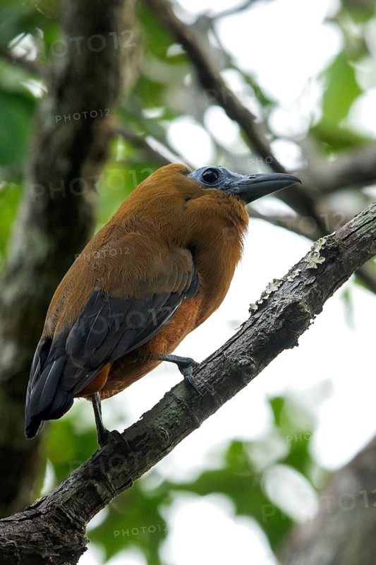 Capuchinbird (Perissocephalus tricolor) perched on a branch in the grasslands of Guyana