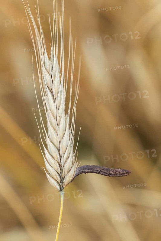 Ergot mushroom Claviceps purpurea on a ripe ear of grain