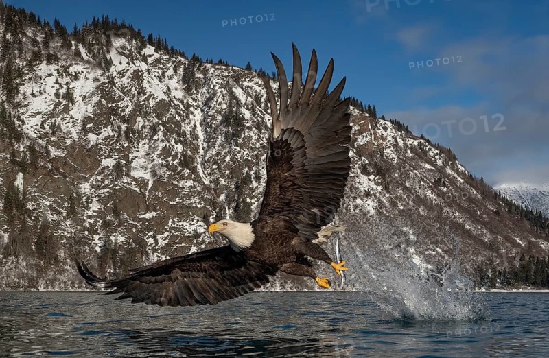 Bald Eagle (Haliaeetus leucocephalus) hunting, Alaska, USA