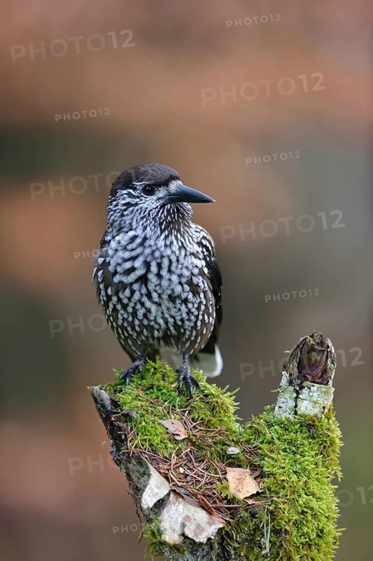 Spotted Nutcracker (Nucifraga caryocatactes) perched on a stump, Bavaria, Germany