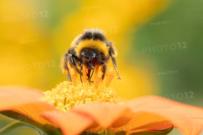 White tailed bumblebee (Bombus lucorum) adult bee insect feeding on a garden Mexican sunflower (Tithonia spp) flower in summer, England, United Kingdom