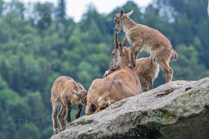 Three young ibexes (Capra ibex) climb and play on their mother, who is lying on a rock. A forest can be seen in the background. Carinthia, Austria