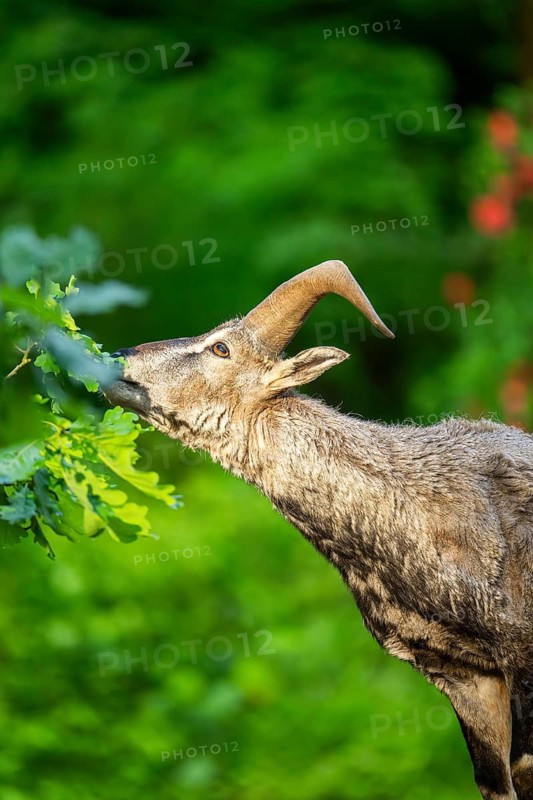 Bharal (Pseudois nayaur), portrait, Bavaria, Germany