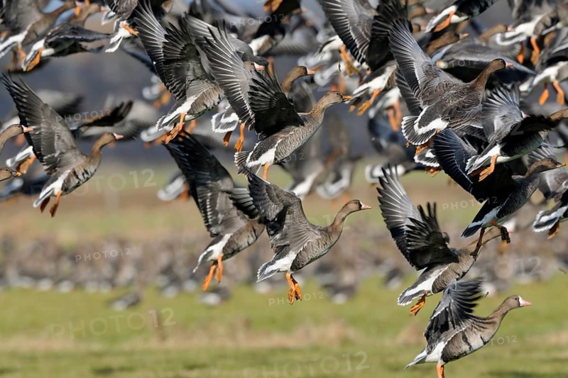Taiga Bean Goose & Greater White-fronted Goose (Anser fabalis & Anser albifrons) group taking flight, North Rhine-Westphalia, Germany
