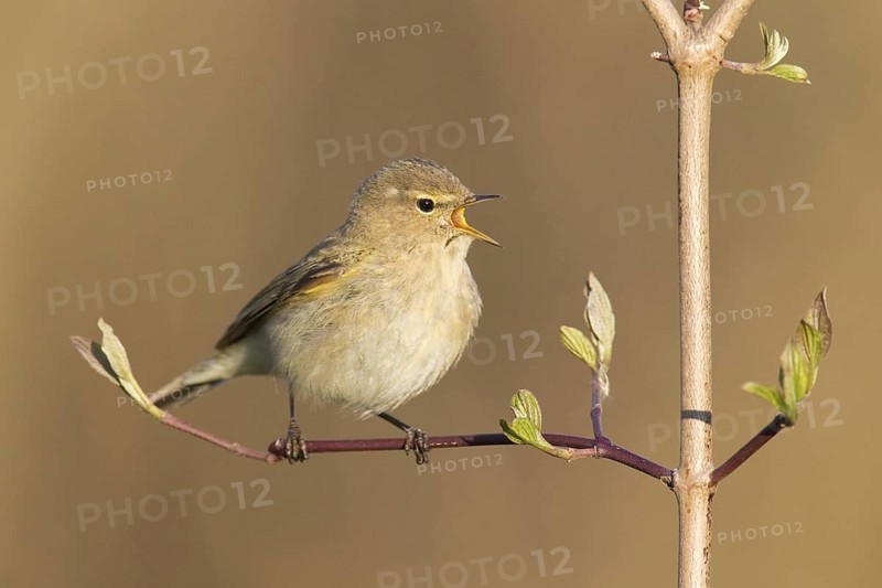 Common Chiffchaff (Phylloscopus collybita) singing, Germany