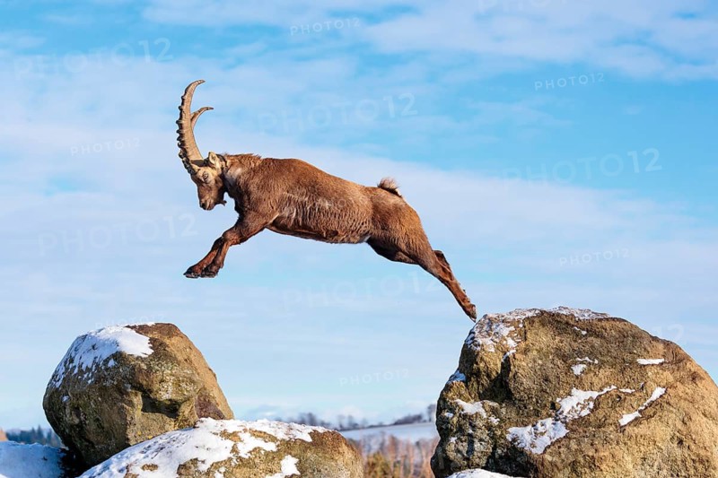 A male ibex (Capra ibex) jumps from rock to rock. Morning light against a blue sky with clouds. Carinthia, Austria