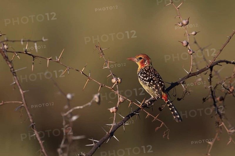 Red-and-yellow Barbet (Trachyphonus erythrocephalus) female perched on a branch, Oromia, Ethiopia