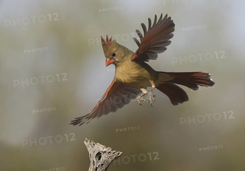 Northern Cardinal (Cardinalis cardinalis) female flying, Arizona, USA