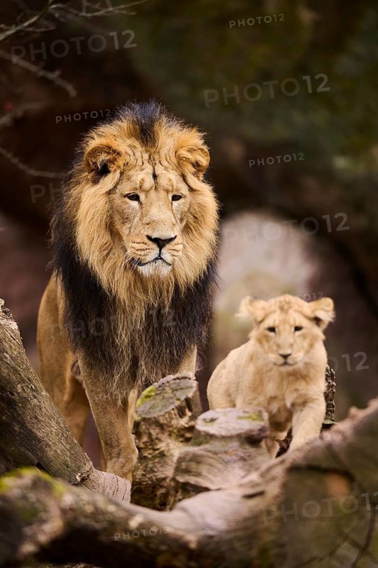 Asiatic lion (Panthera leo persica) male with his cub, captive