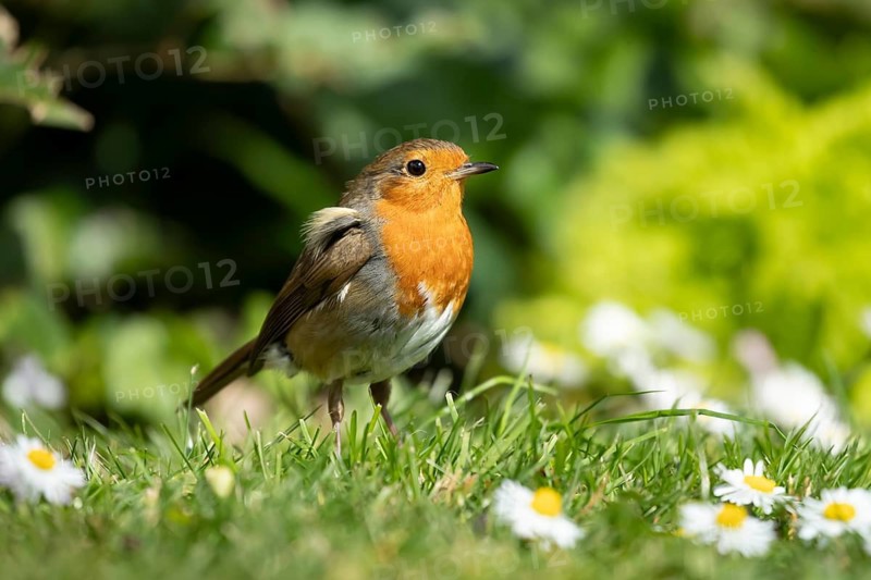 European robin (Erithacus rubecula) adult garden bird on a grass lawn with daisy flowers in spring, England, United Kingdom