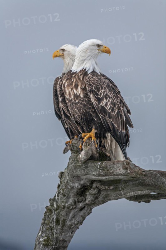 Two bald eagles, Haliaeetus leucocephalus, sitting, adult, winter, Homer, Alaska, USA