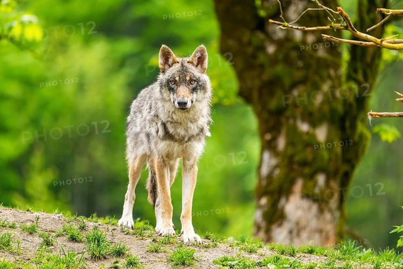 Eurasian wolf (Canis lupus lupus) in a forest, Austria