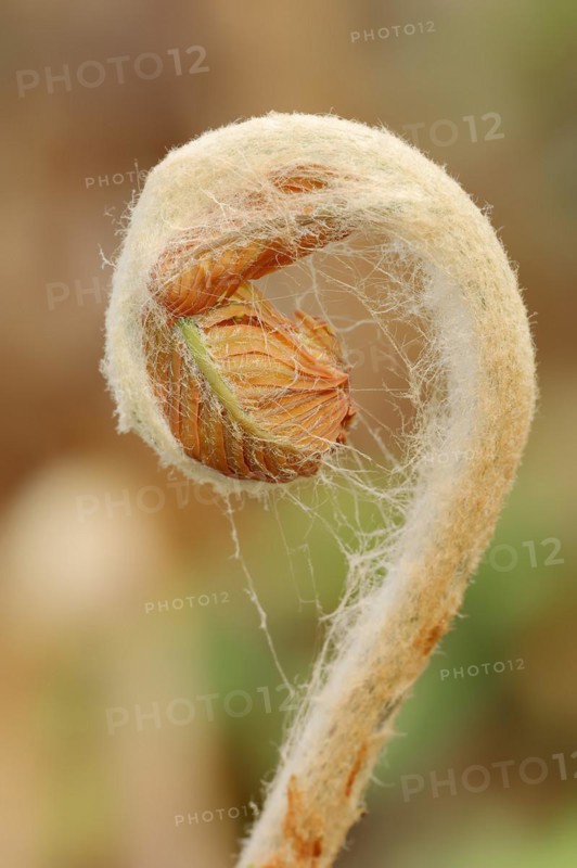 Cinnamon fern (Osmundastrum cinnamomeum, Osmunda cinnamomea), leaf emergence in spring, ornamental plant, North Rhine-Westphalia, Germany