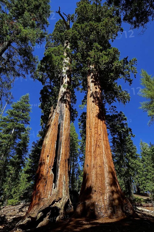 USA, California, Sequoia National Park, plant, tree, trees, giant sequoia, sequoia, cypress family