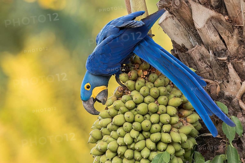 Hyacinth Macaw (Anodorhynchus hyacinthinus) perched on a branch in the Pantanal of Brazil