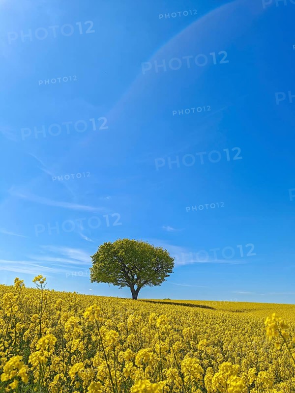 Single deciduous tree in a flowering rape field in spring, eastern hill country, landscape Schwansen, blue sky, bright sunshine, municipality Sieseby, Thumby, Schleswig-Holstein, Germany