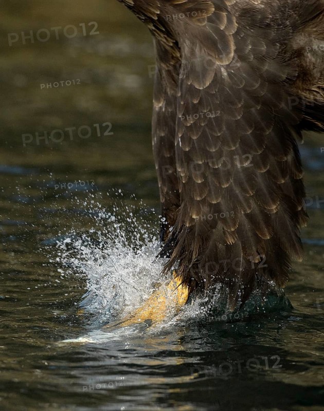 Bald Eagle (Haliaeetus leucocephalus) catching fish, Alaska, USA