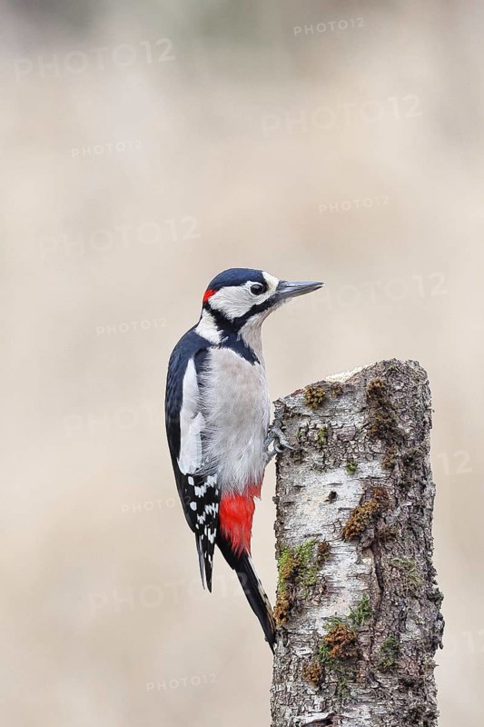 Great spotted woodpecker (Dendrocopos major) male foraging on the trunk of a grey birch (Betula populifolia), Animals, Birds, Woodpeckers, Wilnsdorf, North Rhine-Westphalia, Germany