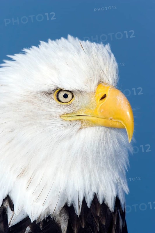 Bald Eagle Haliaeetus leucocephalus Homer, ALASKA, USA February Adult Accipitridae
